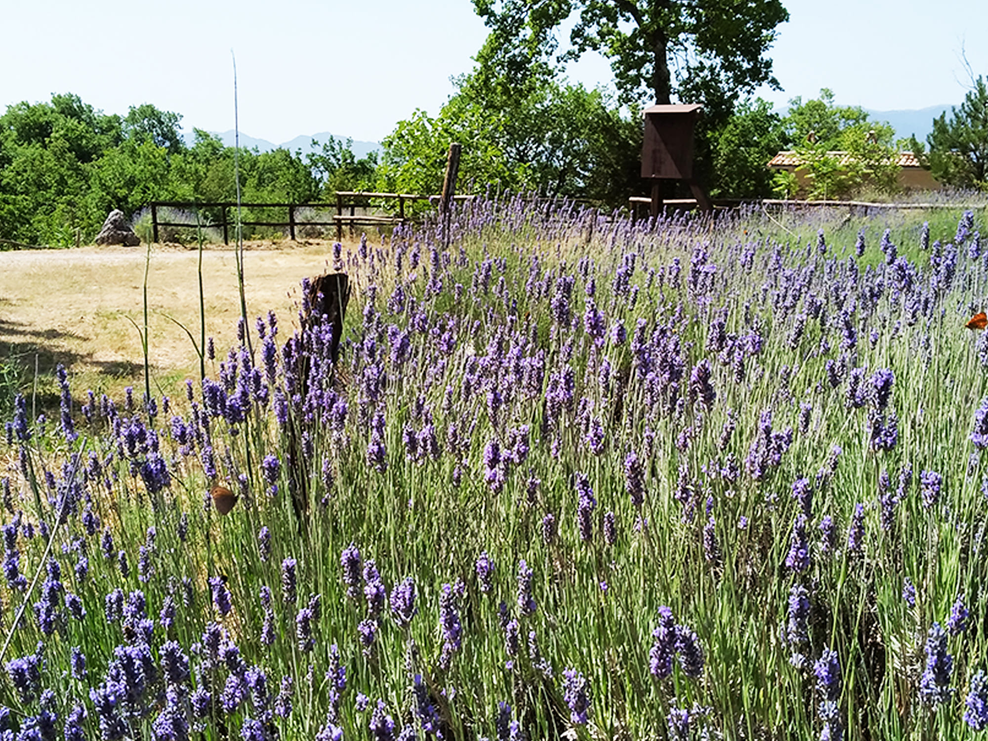 I Percorsi Erbe-Essere nei Giardini della Dea Opi